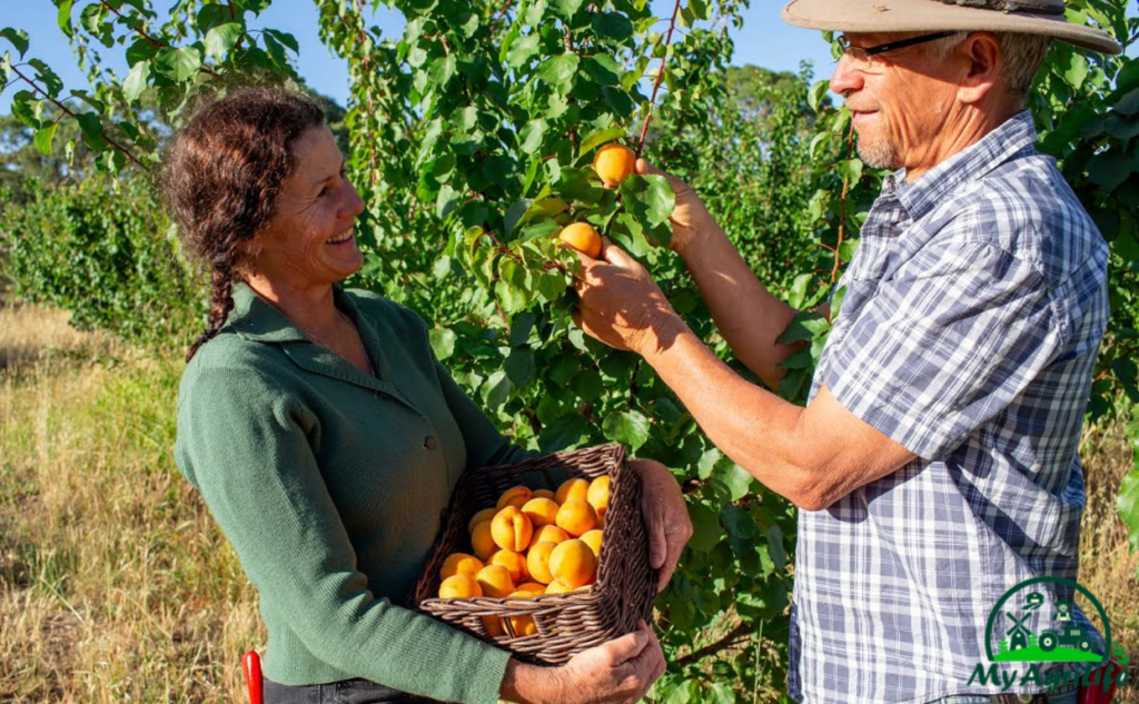 Apricot Farming