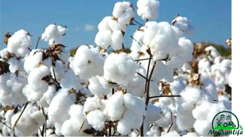 cotton farming