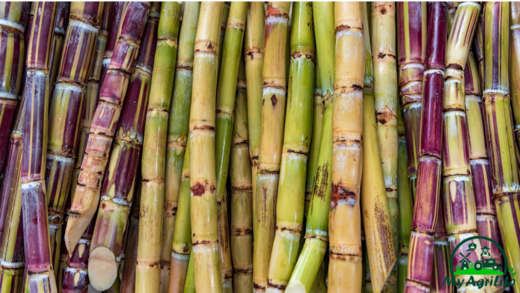 sugarcane farming