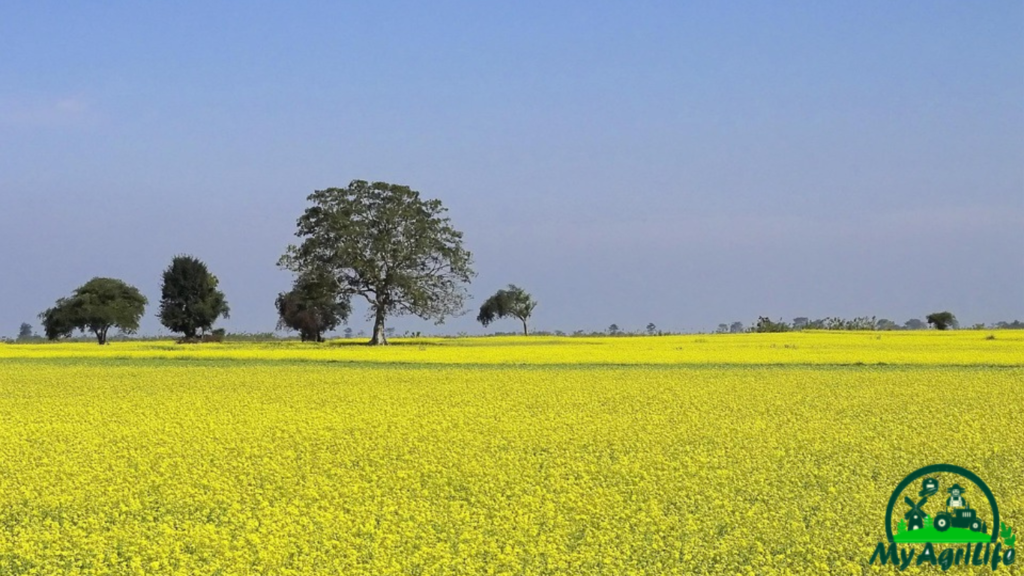 mustard farming