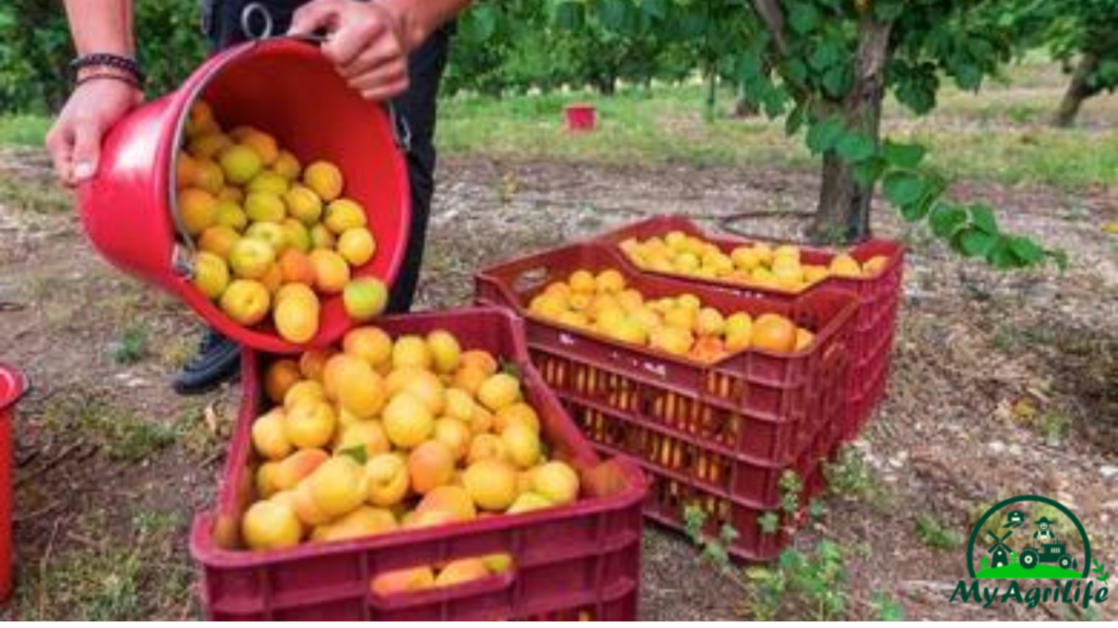 Apricot Farming