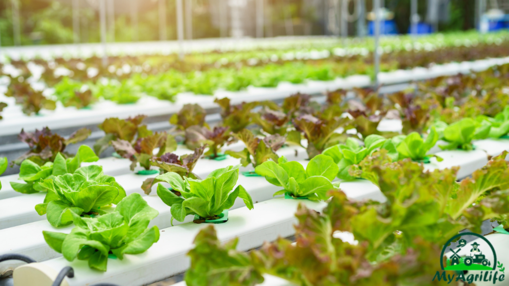 Hydroponics tecnology