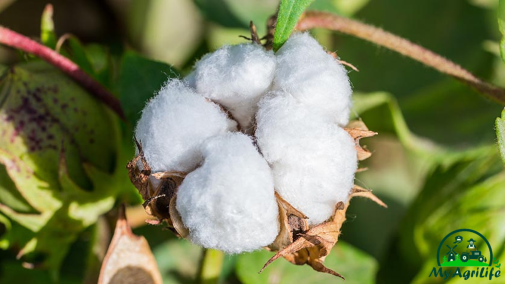 cotton farming