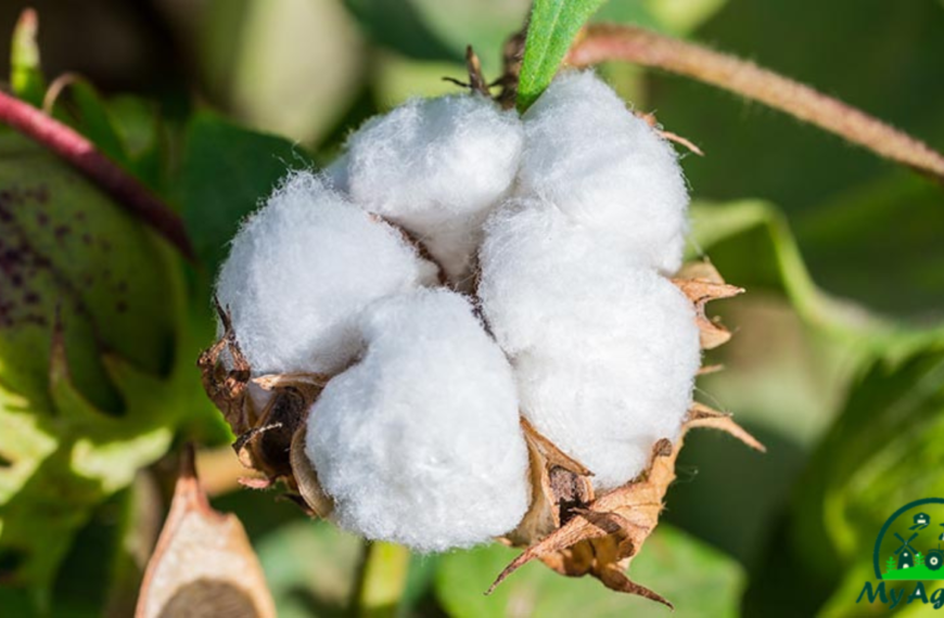 cotton farming