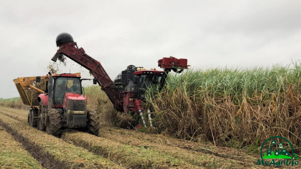 sugarcane farming