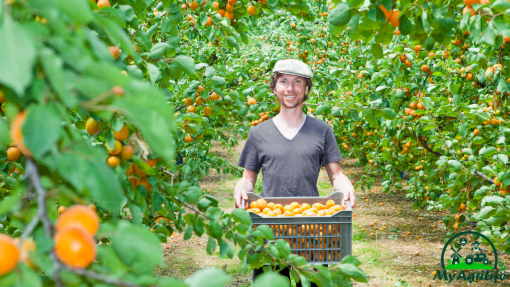 Apricot Farming