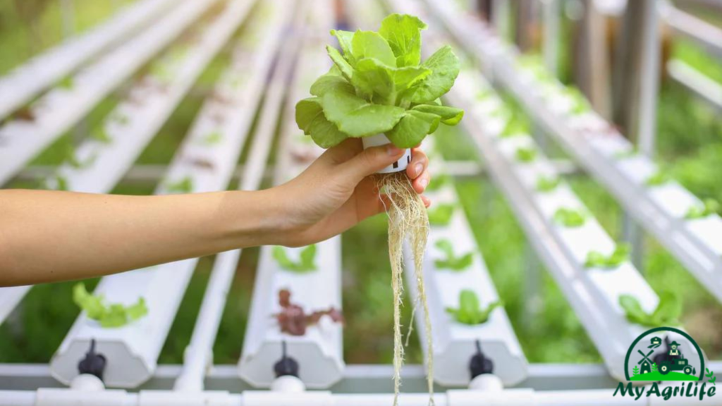 Hydroponics tecnology