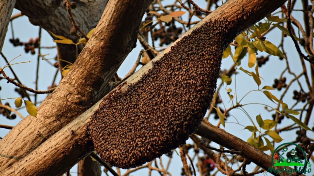 Beekeeping