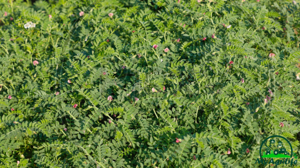 gram farming