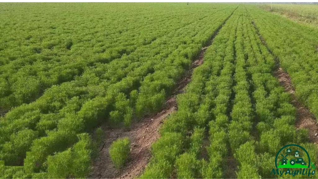 CUMIN FARMING