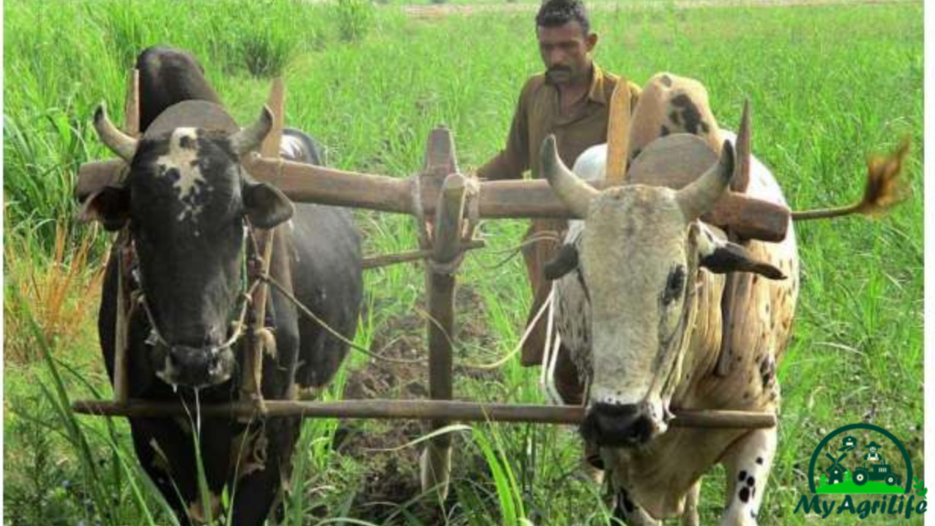 sugarcane farming