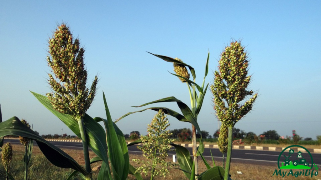 Sorghum farming