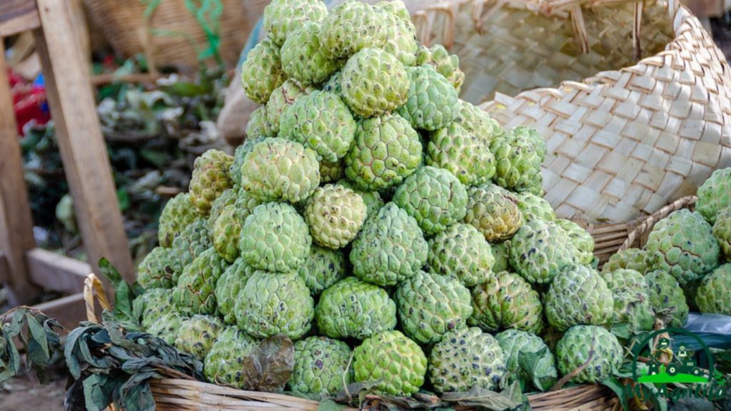 Custard apple