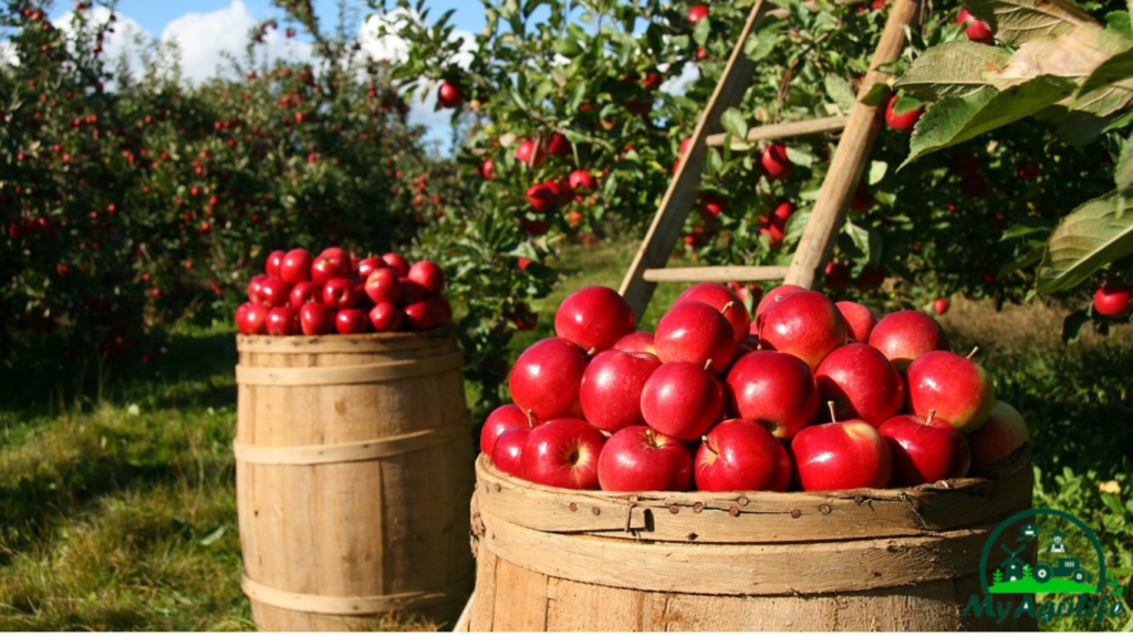 apple farming