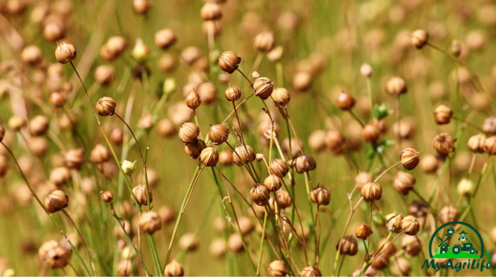 Linseed Farming