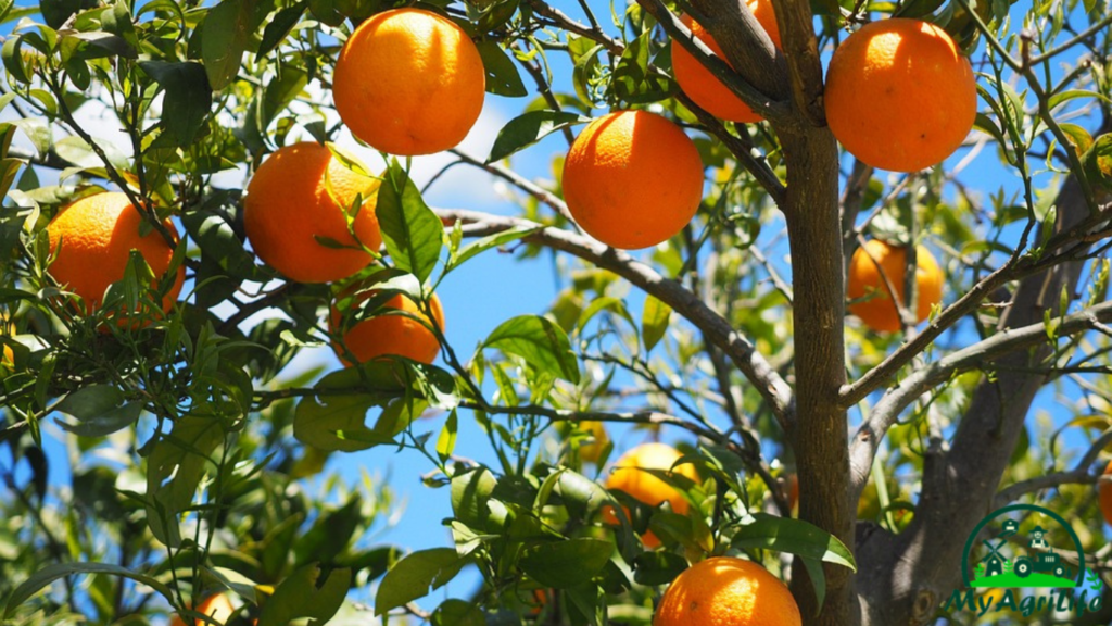 Orange farming