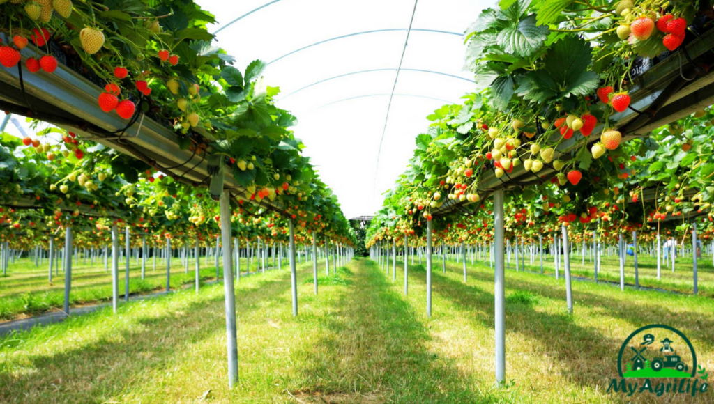 Strawberry farming