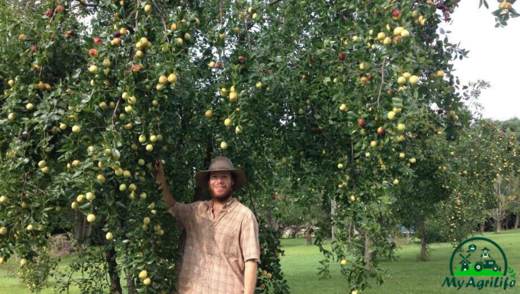 Jujube farming 