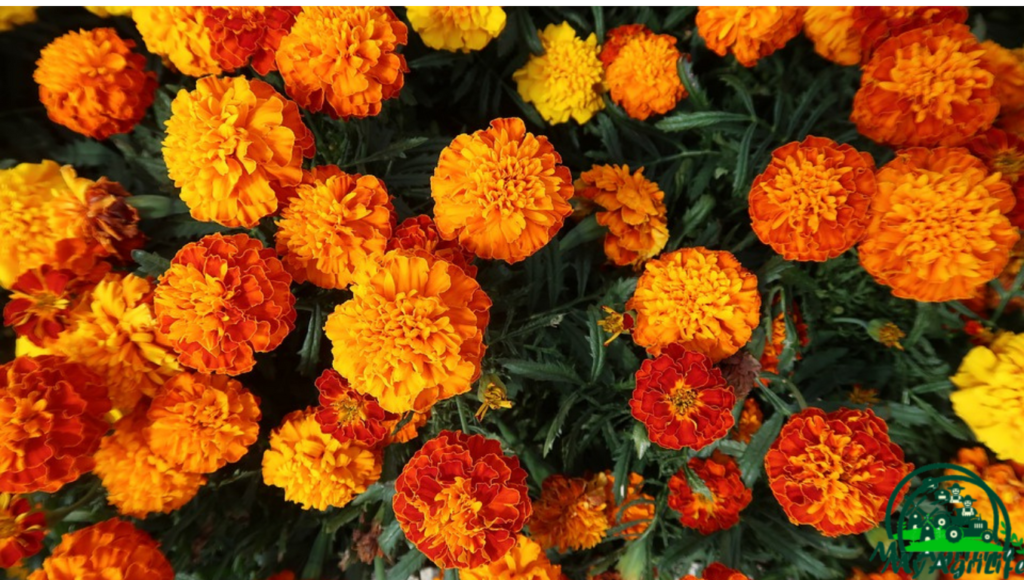 Marigold Farming