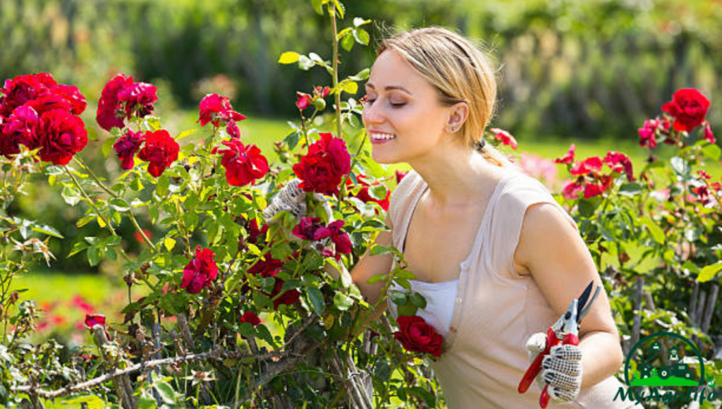 rose farming