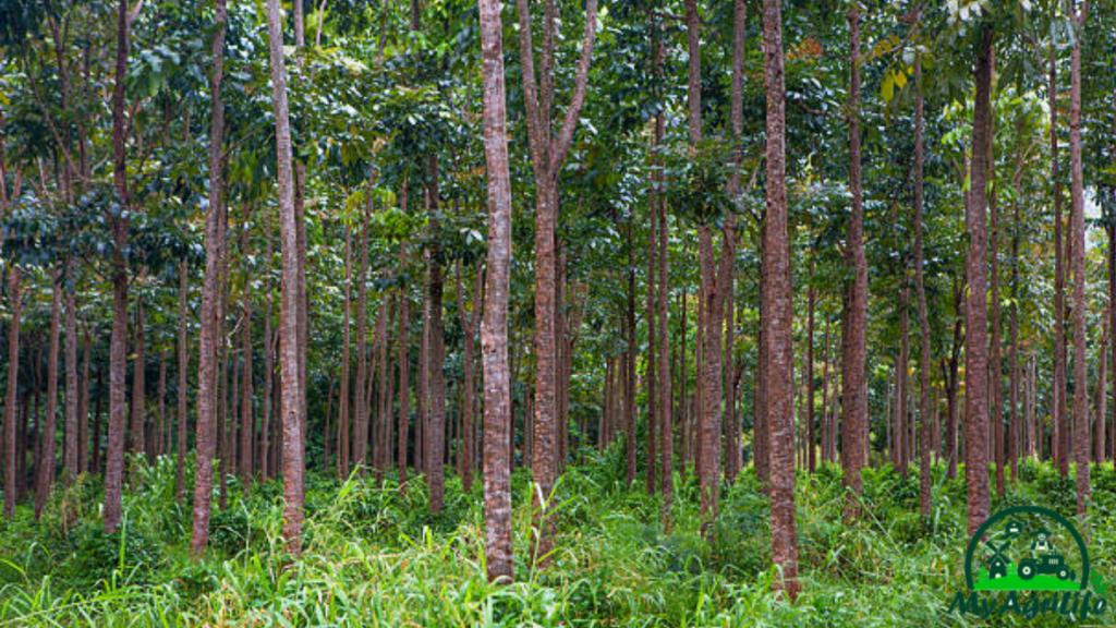 Mahogany Tree  Farming