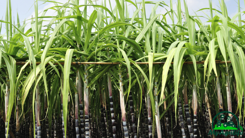 Sugarcane Harvest Monitoring In Brazil