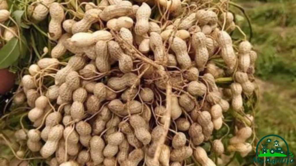 Groundnut farming