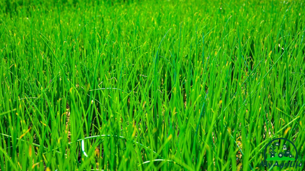 onion farming