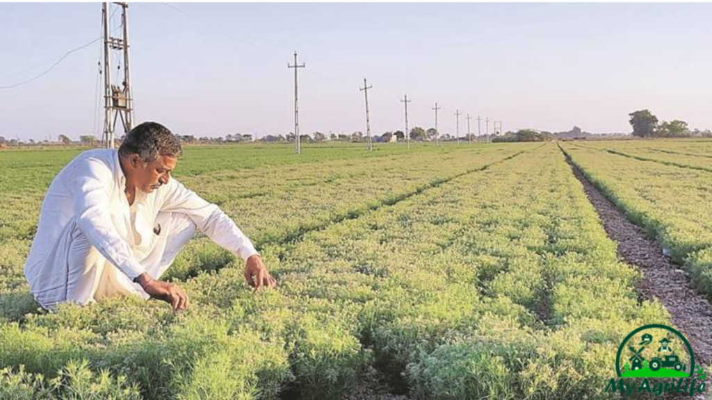 CUMIN FARMING