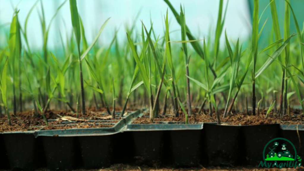 sugarcane farming