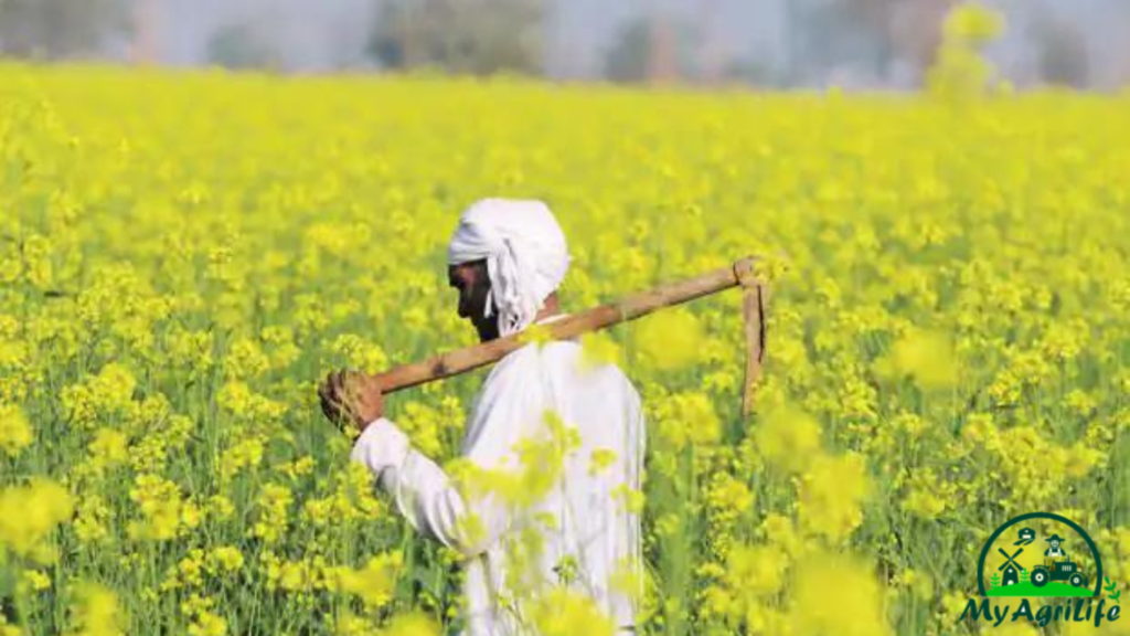 mustard farming