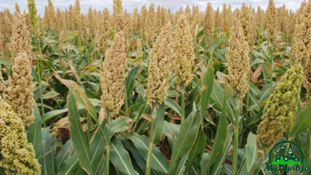 Sorghum farming