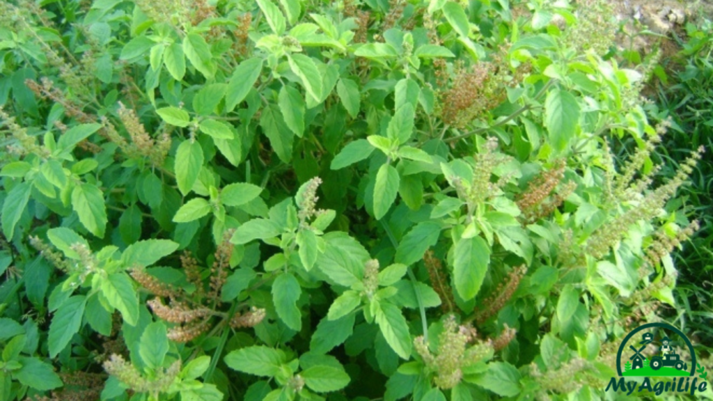 tulsi farming