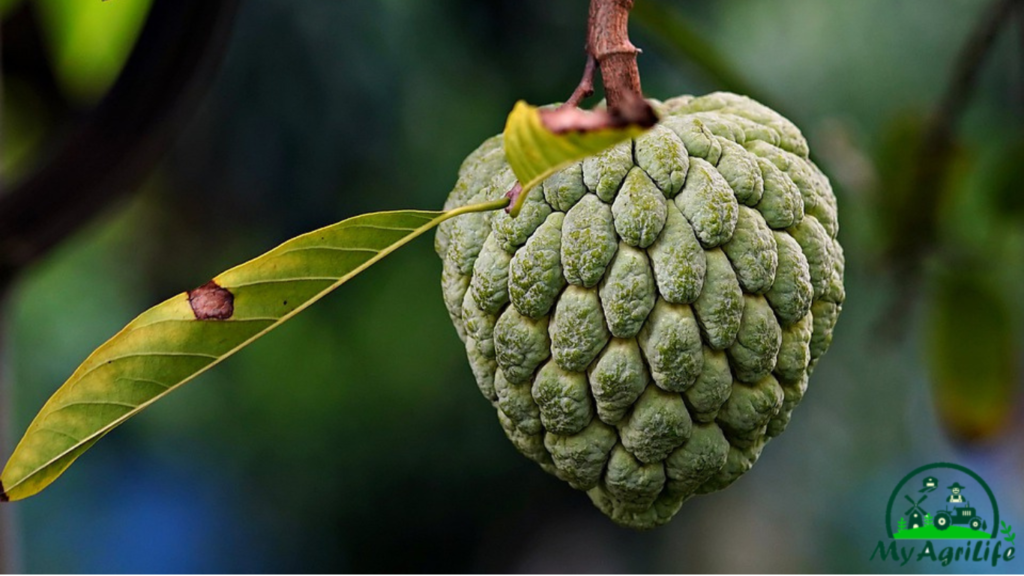 Custard apple