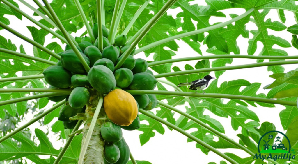 Papaya farming