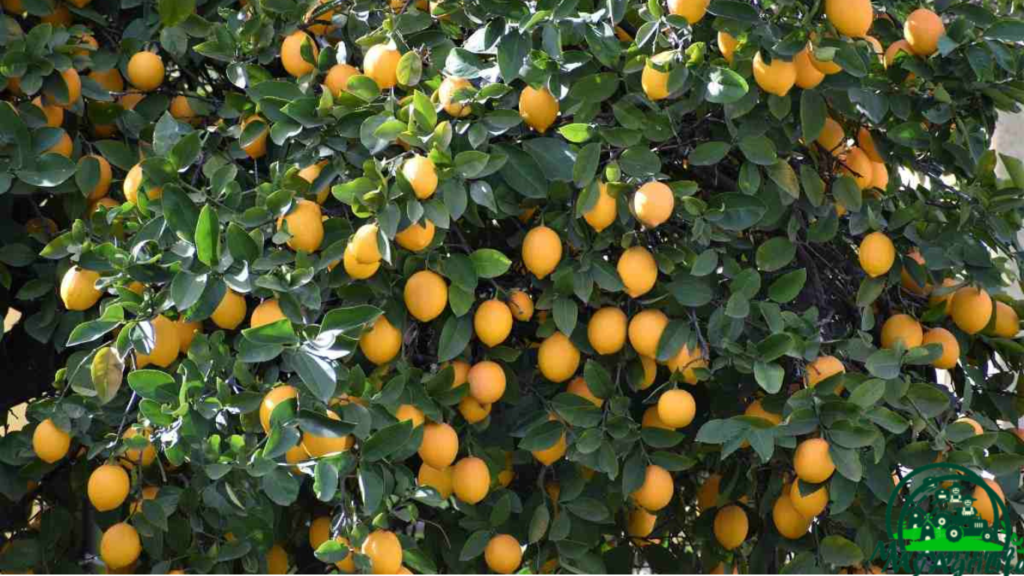 lemon farming