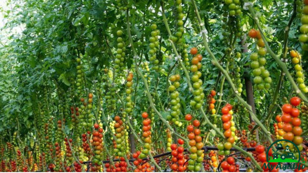 Tomatoes farming