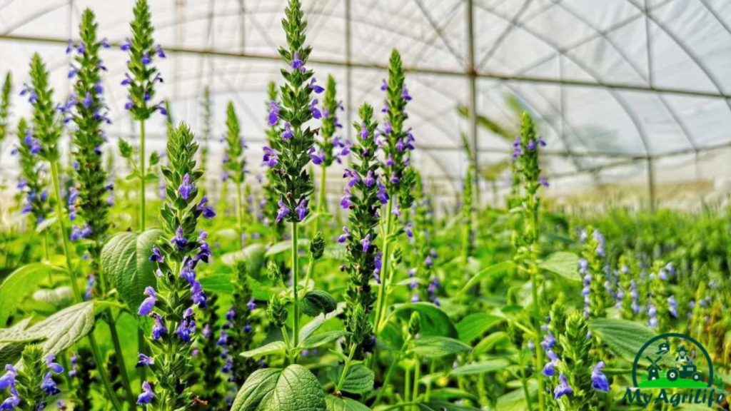 Chia seeds Farming