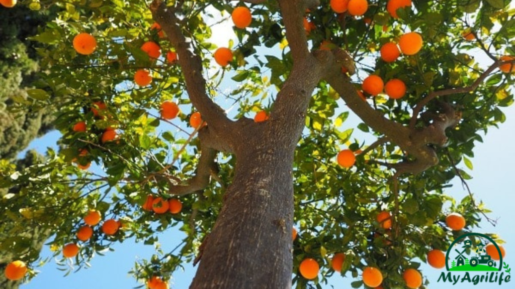 Orange farming