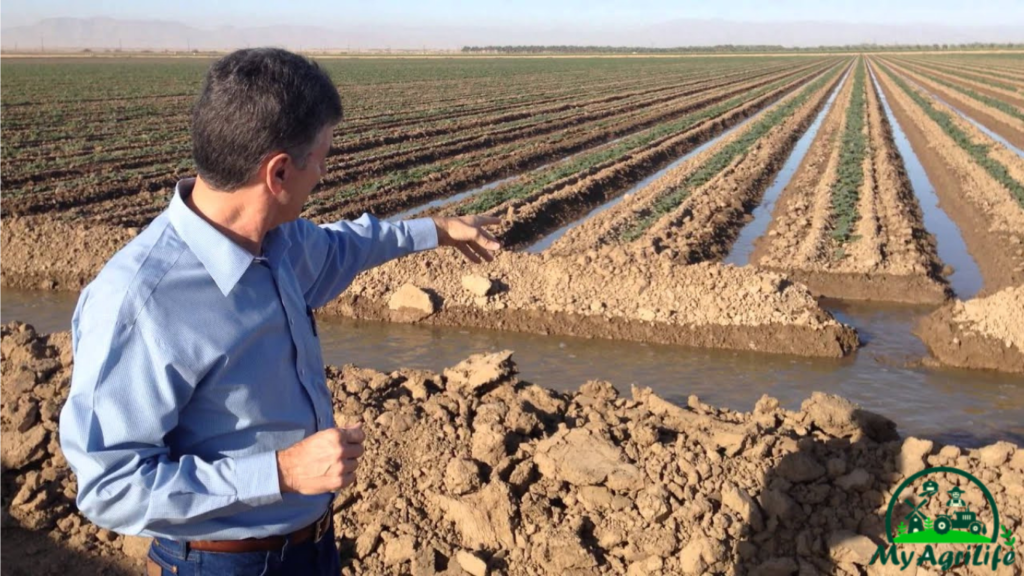 Muskmelon farming