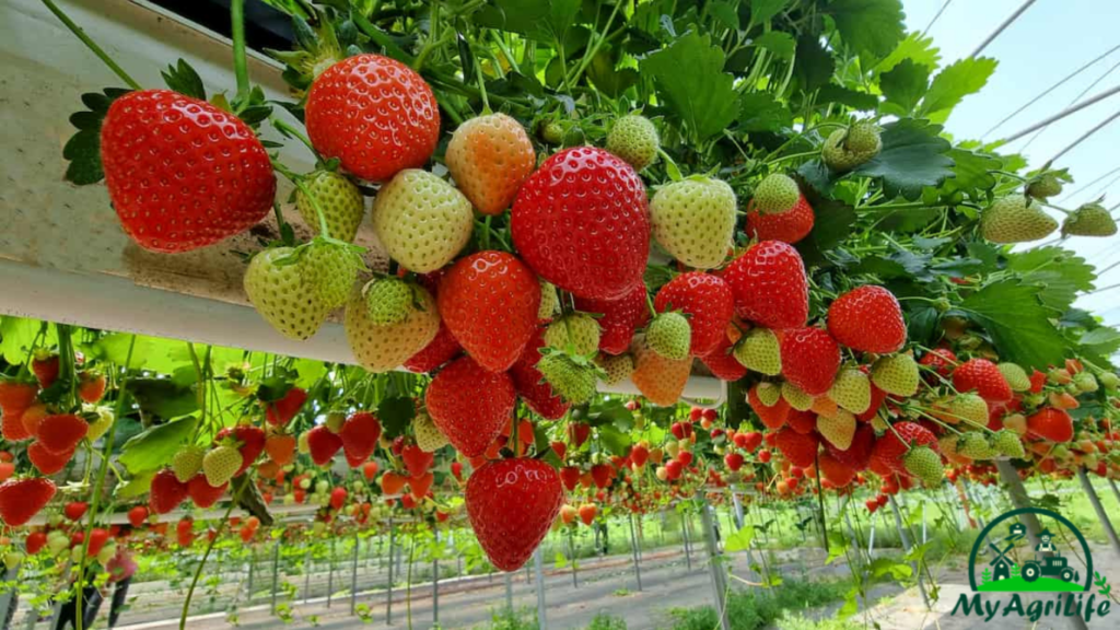 Strawberry farming