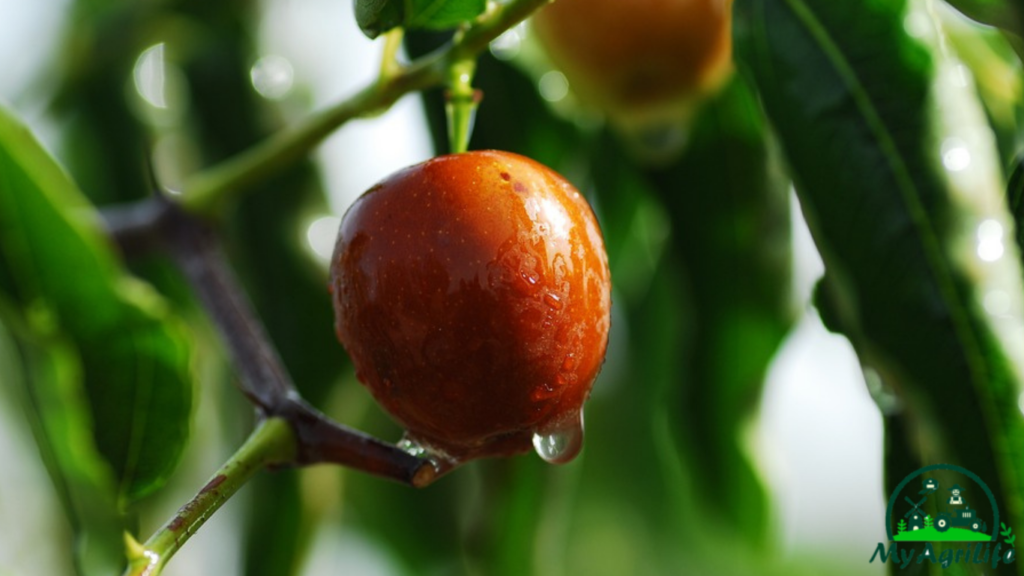 Jujube farming 