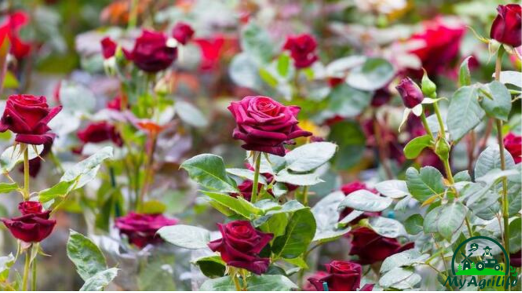 rose farming