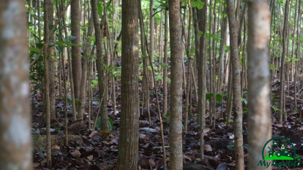 Mahogany Tree  Farming