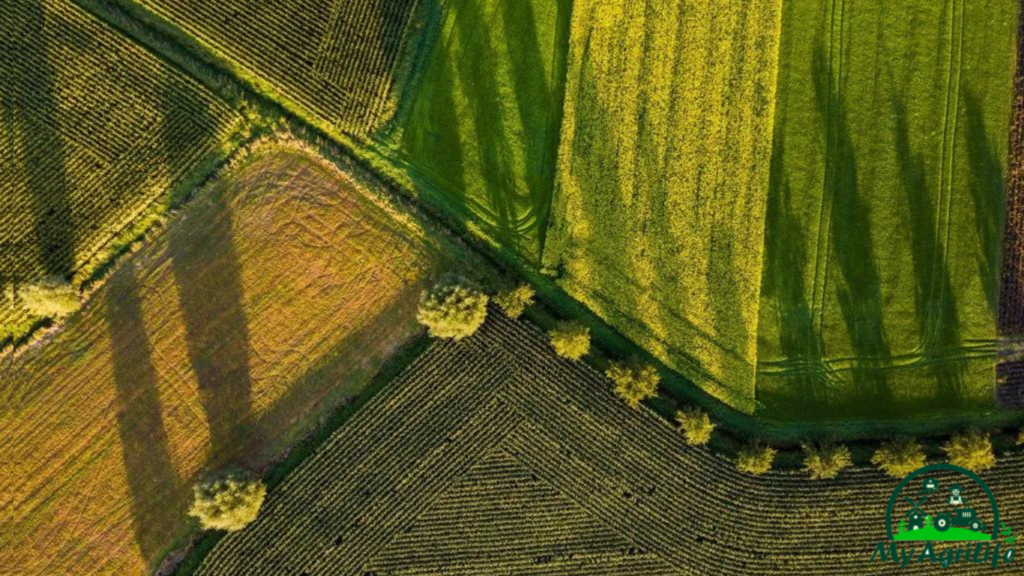 Satellite Data To Evaluate Crop Bioproductivity