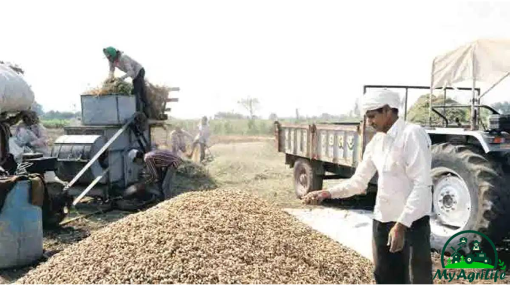 Groundnut farming