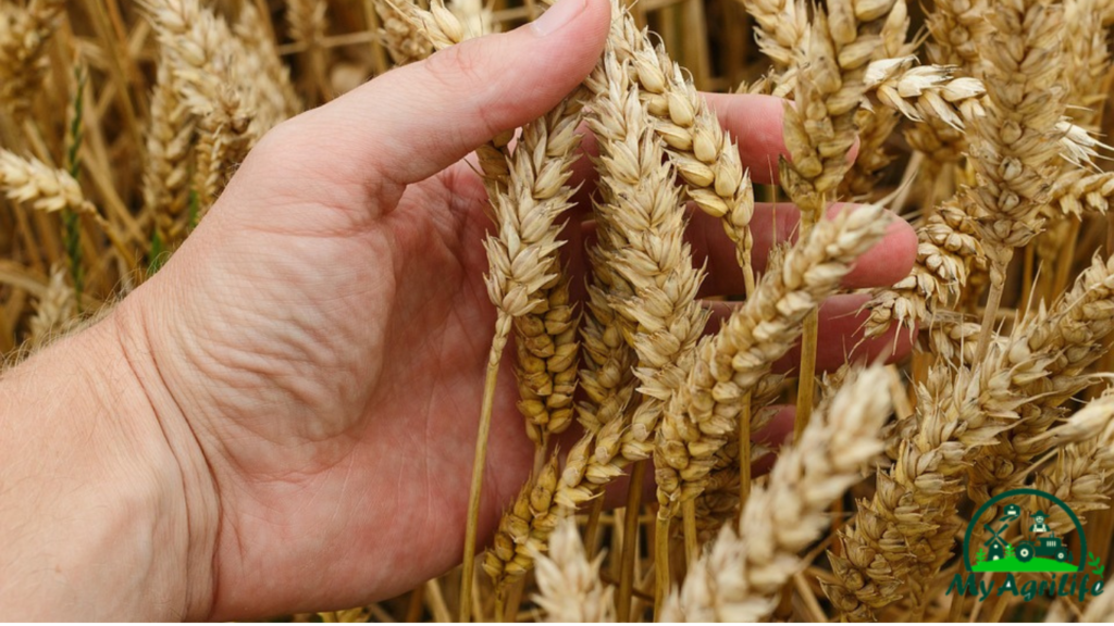 wheat farming