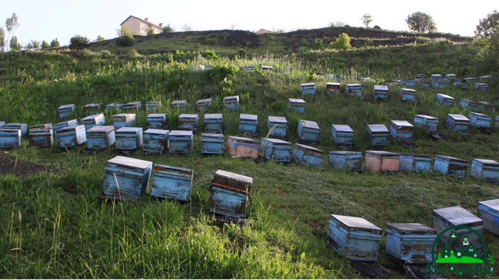 Beekeeping