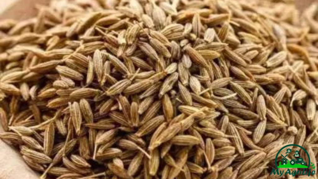 CUMIN FARMING