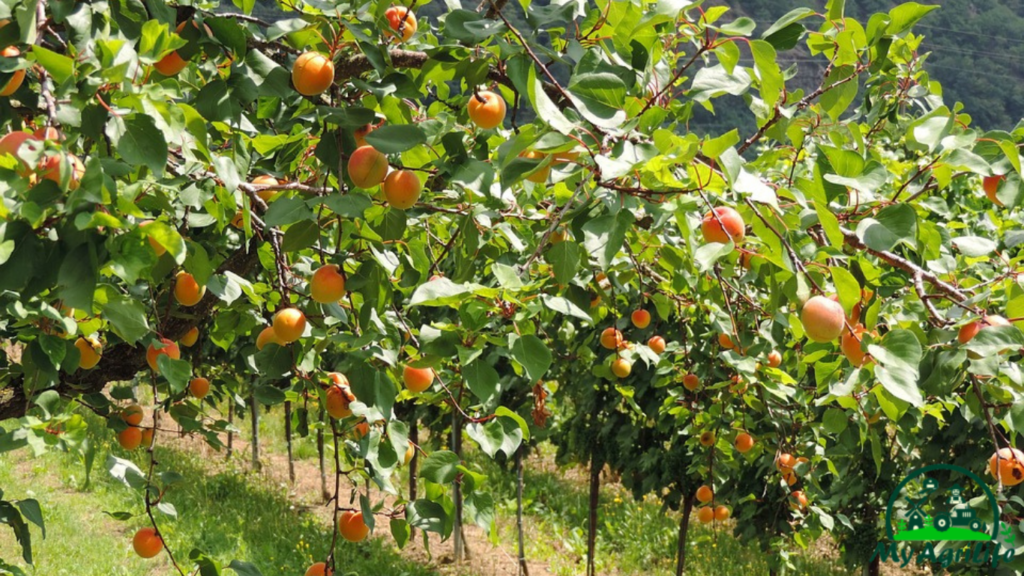 Apricot Farming